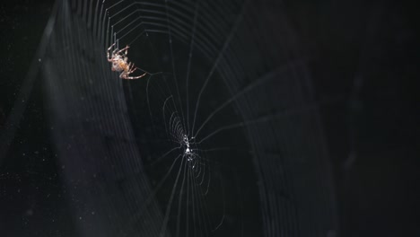 an orb-weaver spider building a spiral wheel-shaped web