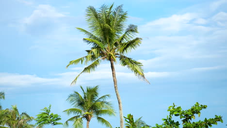 tall one coconut palm raised up above lush tropical trees on sky background with altostratus white and purple color clouds in philippines