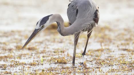 great blue heron catching fish among seaweed at beach ocean in slow motion