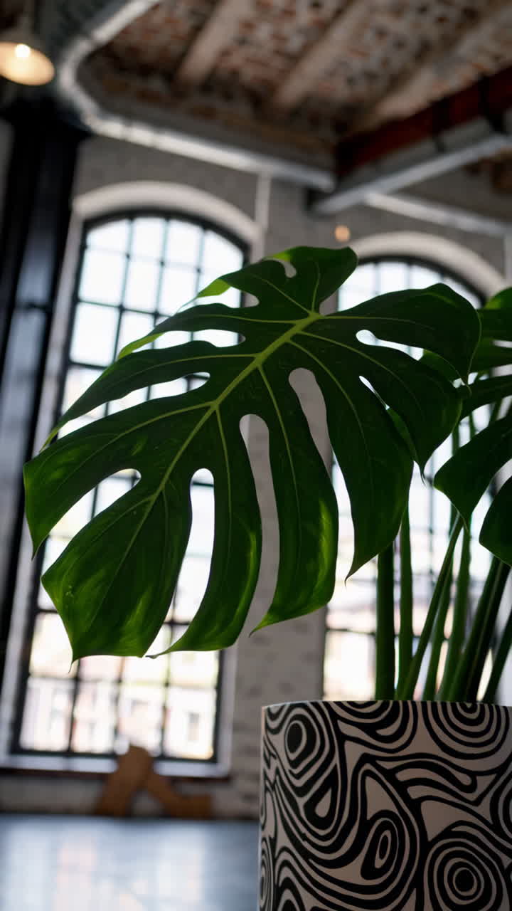 Foglia di Monstera in un loft industriale