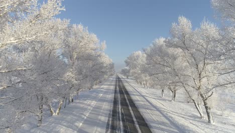 snowy road through a forest