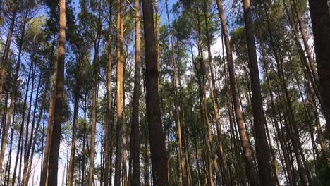 在熱帶雨林山上,松樹的美麗時間流逝