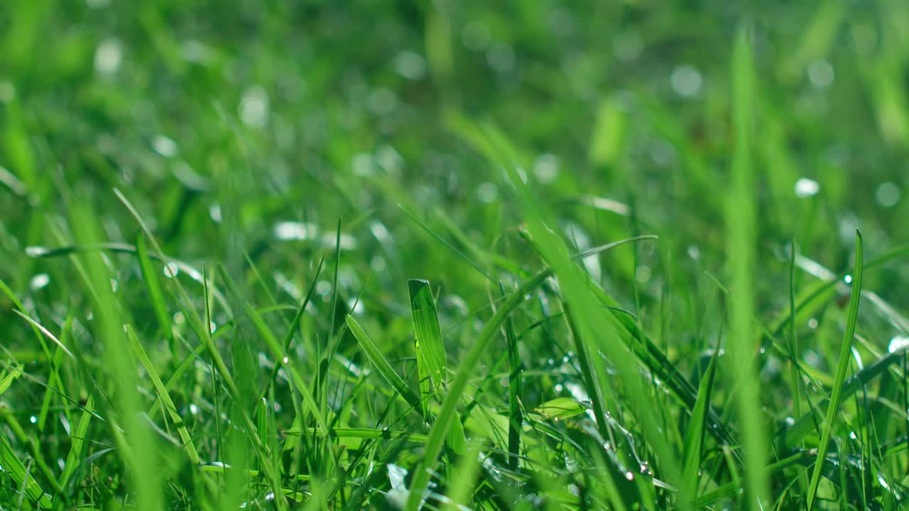 Close up of a green lawn