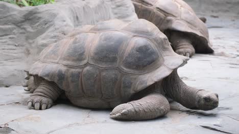 two chelonoidis reptiles, known as gopher tortoises, harmoniously stack on the ground, showcasing the astute adaptation of this terrestrial turtle organism