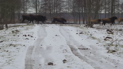 Grupo-De-Bisontes-Salvajes-Y-Algunos-Caballos-Salvajes-Que-Cruzan-La-Carretera-Cubierta-De-Nieve-En-Un-Día-Nublado-De-Invierno,-Plano-General