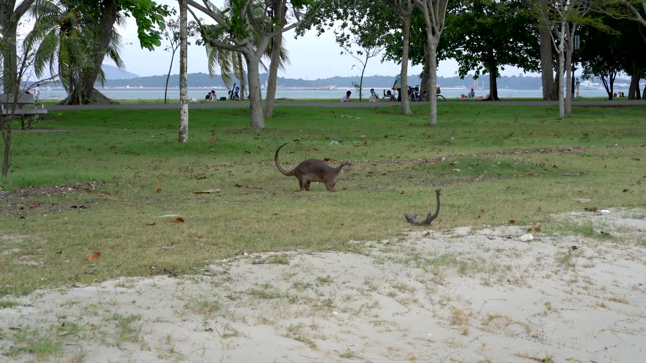 Lontra in un parco tropicale vicino alla spiaggia