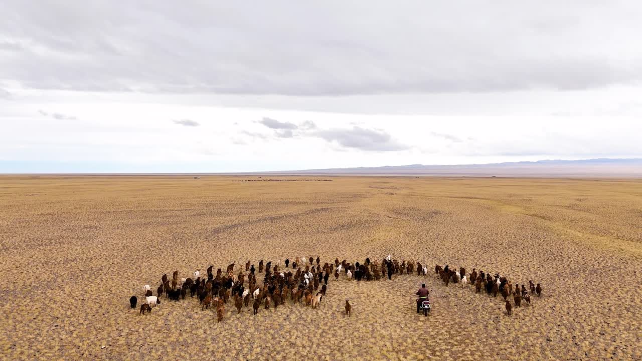 Aerial View of a Large Herd of Animals in a Desert
