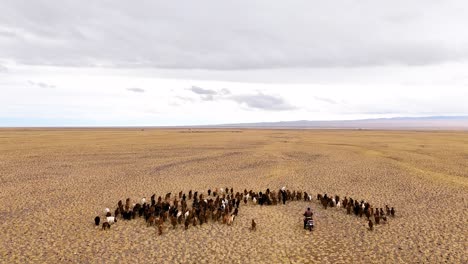 aerial view of a large herd of animals in a desert