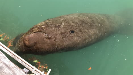 marine manatee eating fruits and vegetable on rehabilitation project in brazil