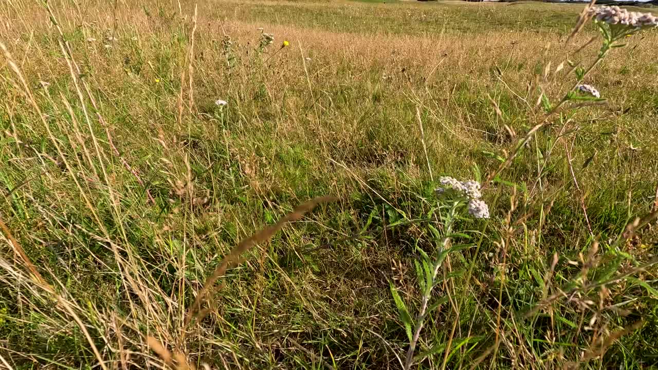 Low-angle camera glides through sunlit grassland, highlighting wildflowers and natural textures in Fife