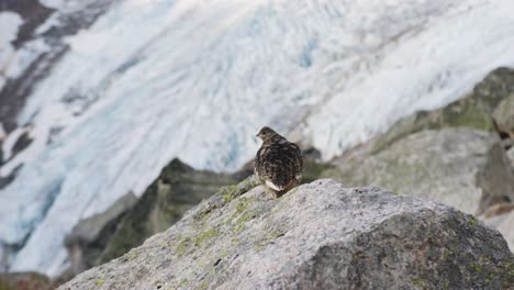 a grouse in the alpine above bugaboo glacier