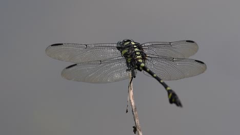 La-Libélula-De-Cola-De-Brida-Común-Se-Ve-Comúnmente-En-Tailandia-Y-Asia