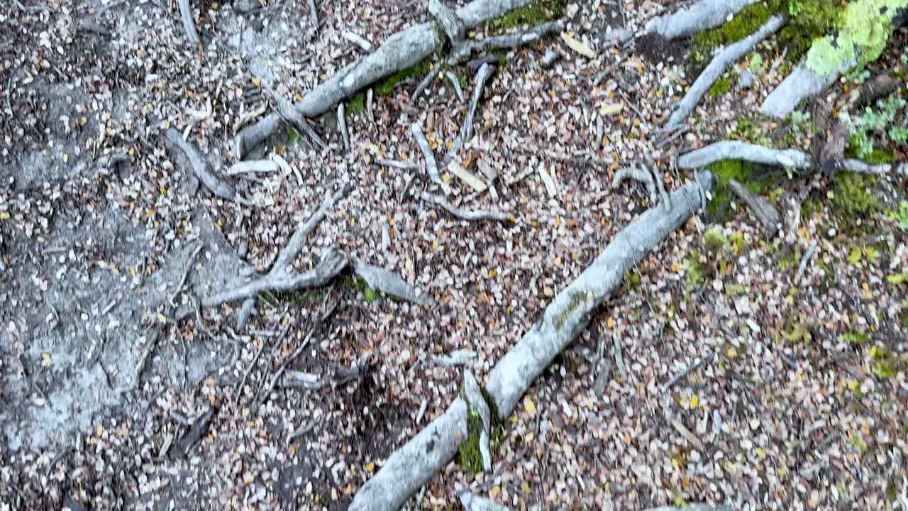 Person walks along rugged forest trail, stepping over roots and moss, natural daylight, handheld camera