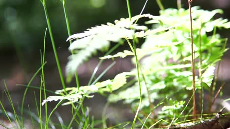 Moss-part-in-forest