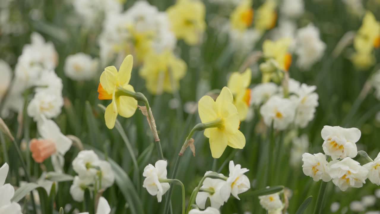 Um canteiro de flores exuberante, repleto de narcisos de diferentes variedades e tons de amarelo e branco, criando uma exibição texturizada no festival da primavera