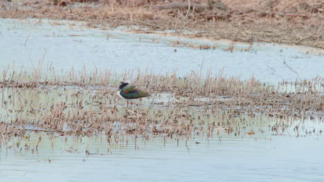 Northern-lapwing-bird-in-dry-reeds-in-shallow-water,-grooming-feathers