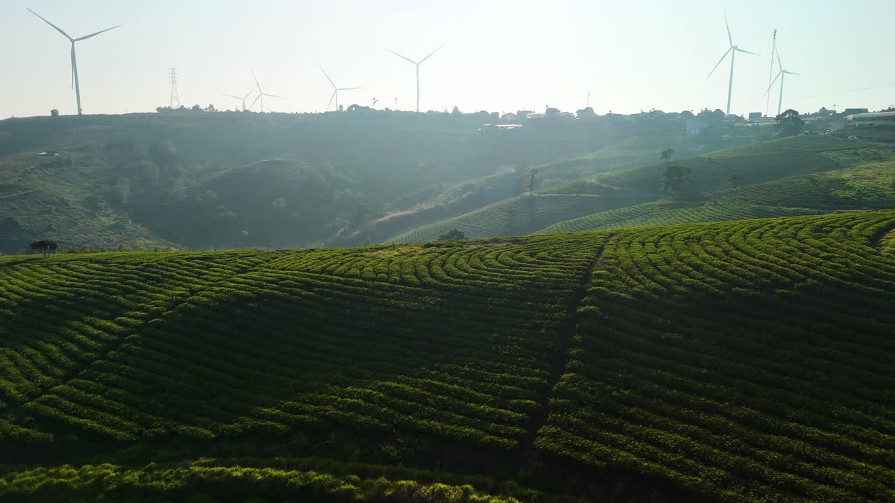 Enormi colline di tè sotto la brillante luce del sole mattutino a Da Lat - Vietnam | Campi di tè.