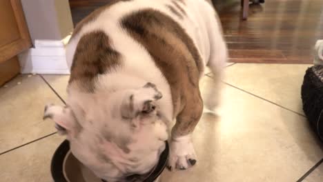 lindo cachorro de bulldog comiendo golosinas
