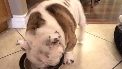 cute bulldog puppy eating treats