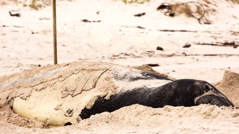 Südlicher-Seeelefant-Mit-Alter-Haut-Dreht-Sich-Während-Der-Jährlichen-Mauser-Am-Strand-Auf-Die-Seite