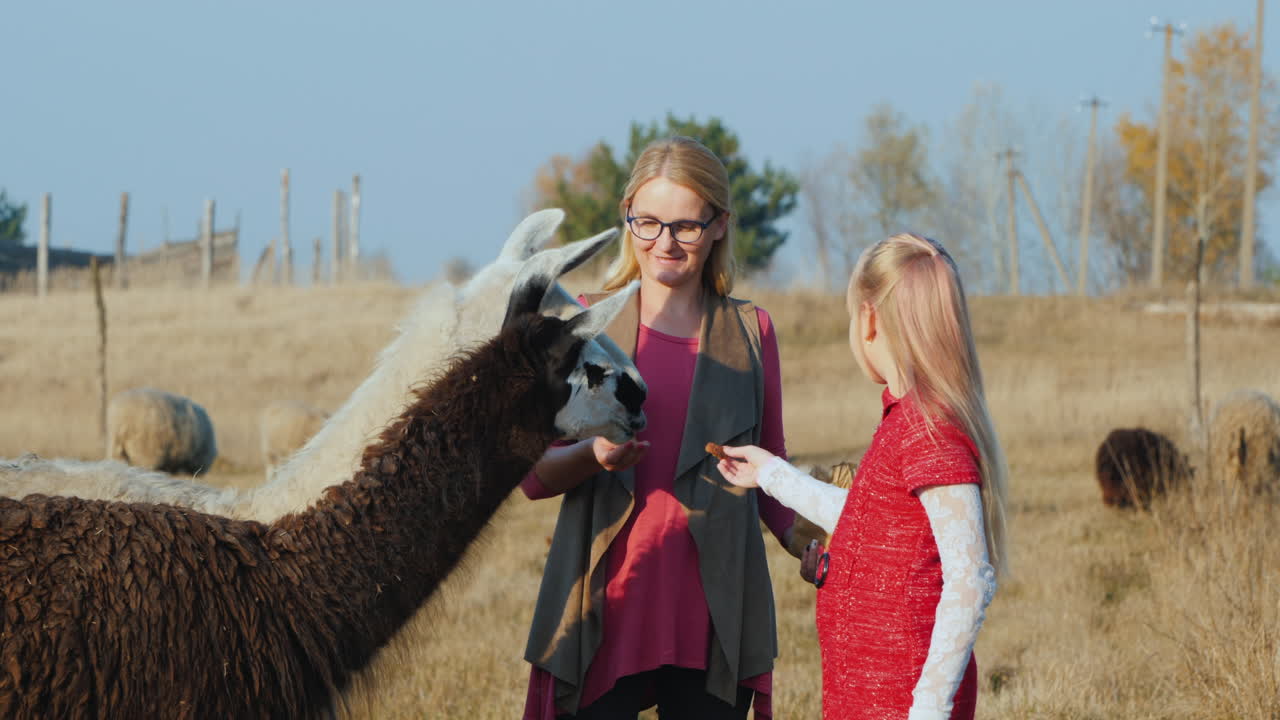 мама и дети получают корм из рук двух альпак в экопарке