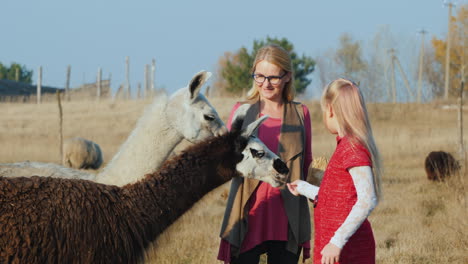 Mom-And-Children-Are-Fed-From-The-Hands-Of-Two-Alpacas-In-An-Ecopark