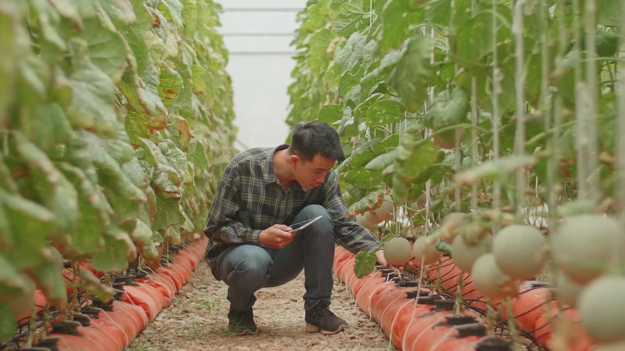 agricultura inteligente, utilizando tecnologías modernas en la agricultura. hombre agrónomo agricultor con computadora tableta digital en el invernadero de la granja de melón