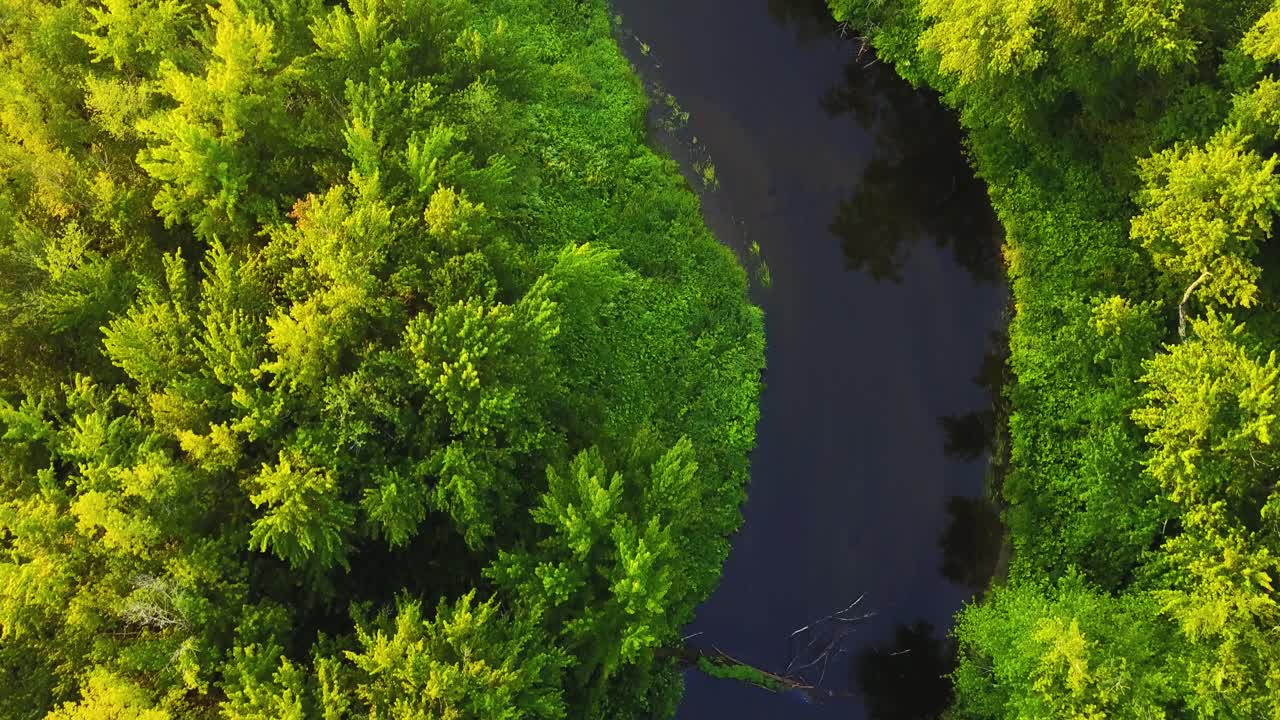 vista de pájaro de un río lento con la luz del sol brillando en los árboles