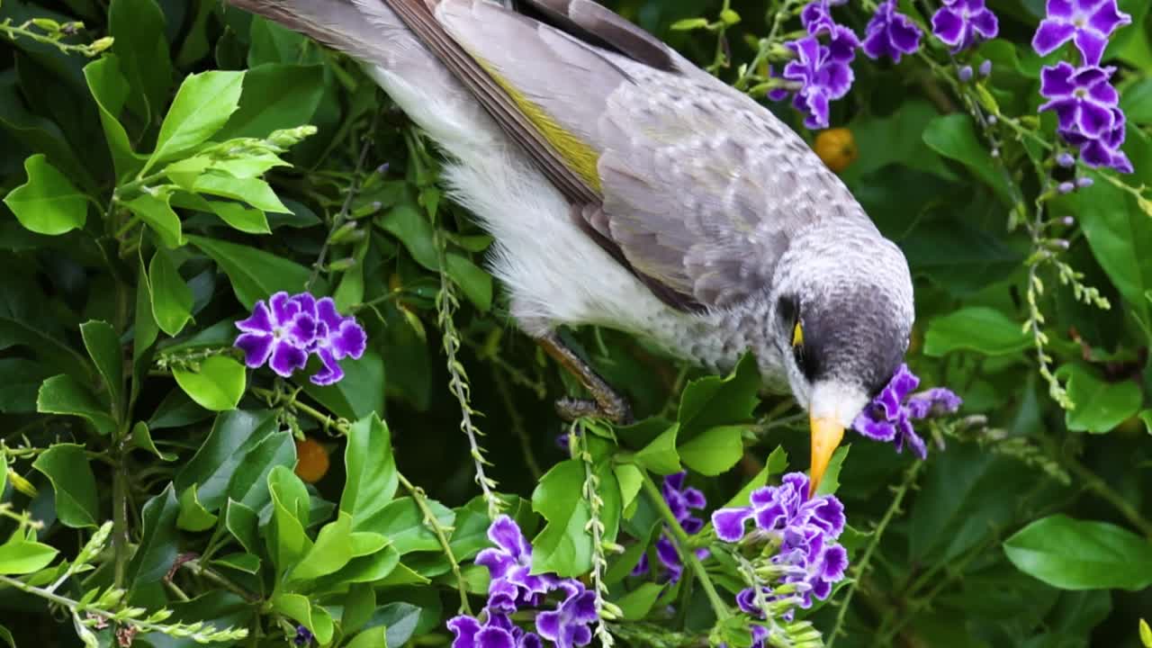 한 새가 활기찬 보라색 꽃에서 먹이를 찾습니다.