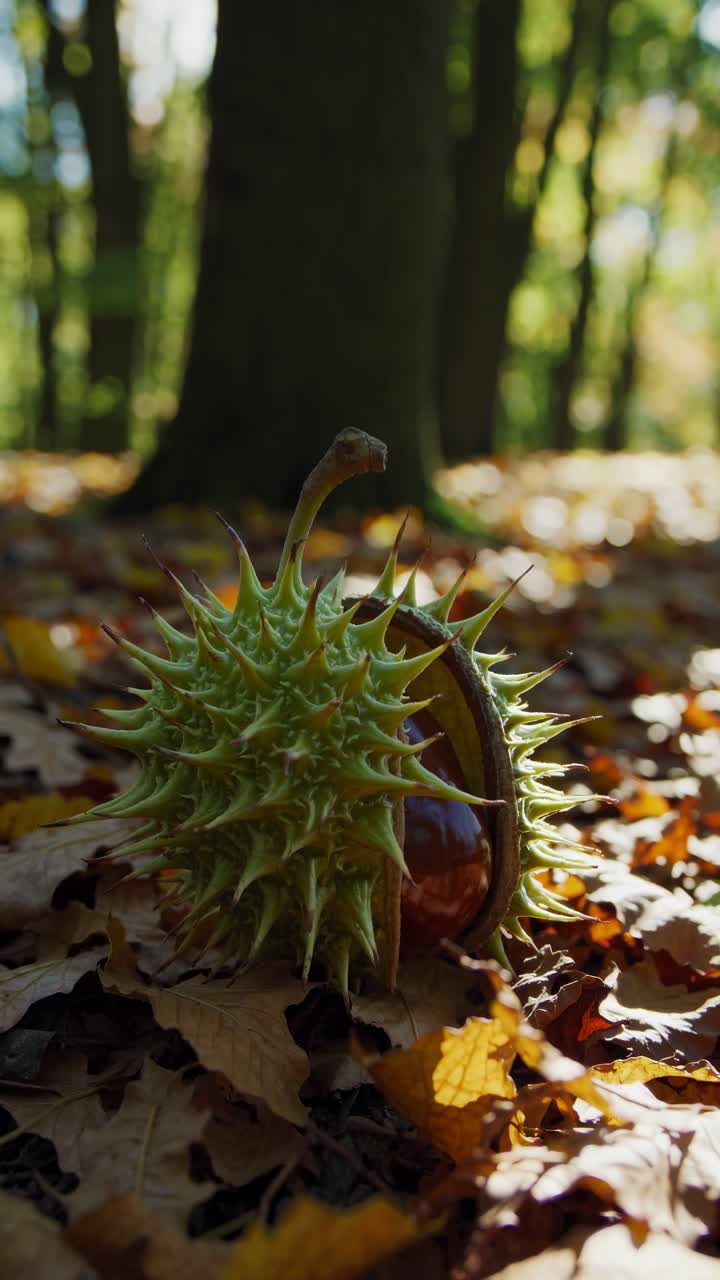 Low-angle video shot of a spiky chestnut on a forest floor, surrounded by autumn leaves
