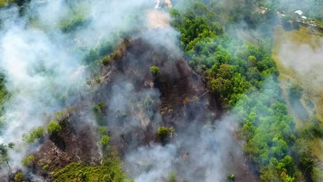 aerial view of jungle deforestation, wildfire burning and smoking, in the rainforest of sumatra, sunny day, in indonesia, asia - drone shot