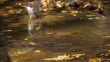 japanese tit taking a bath in autumnal forest puddle actively splashing water with wings
