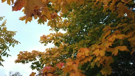 Rosskastanienbäume-Beginnen-Sich-Im-Herbst-Zu-Verfärben