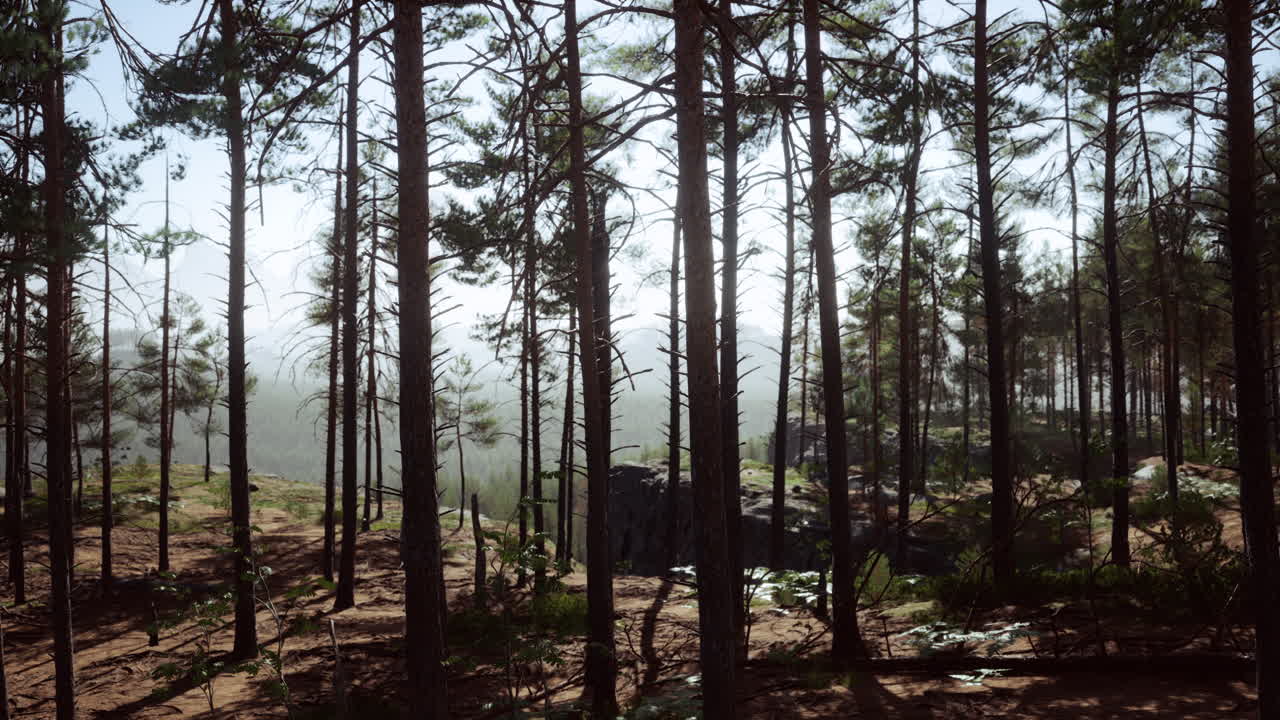 bosque de pinos nórdicos en la luz de la tarde