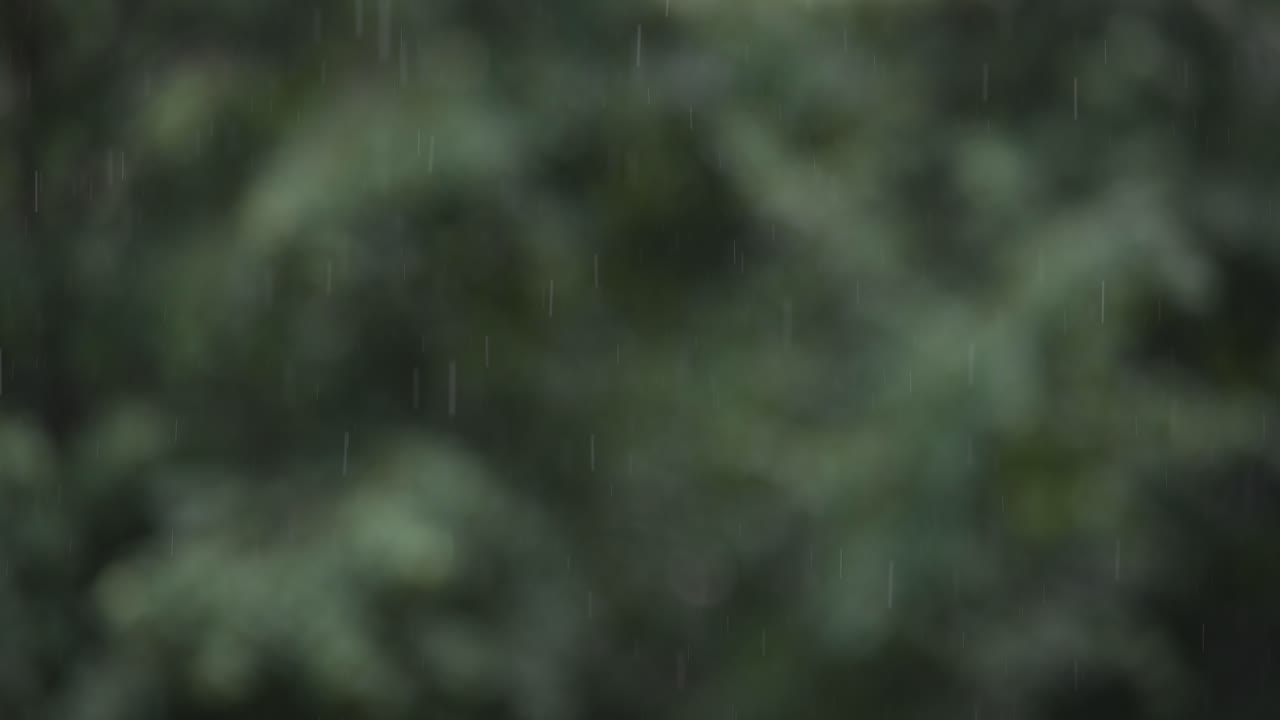 Rain Falling on Trees