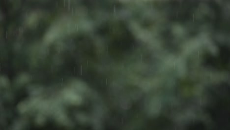 rain falling on trees