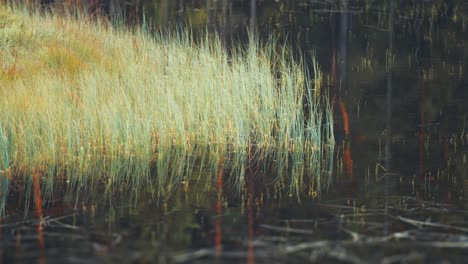 Verwelktes-Gras-Im-Dunklen,-Trüben-Wasser-Des-Sumpfigen-Sees-In-Der-Herbstlichen-Tundra