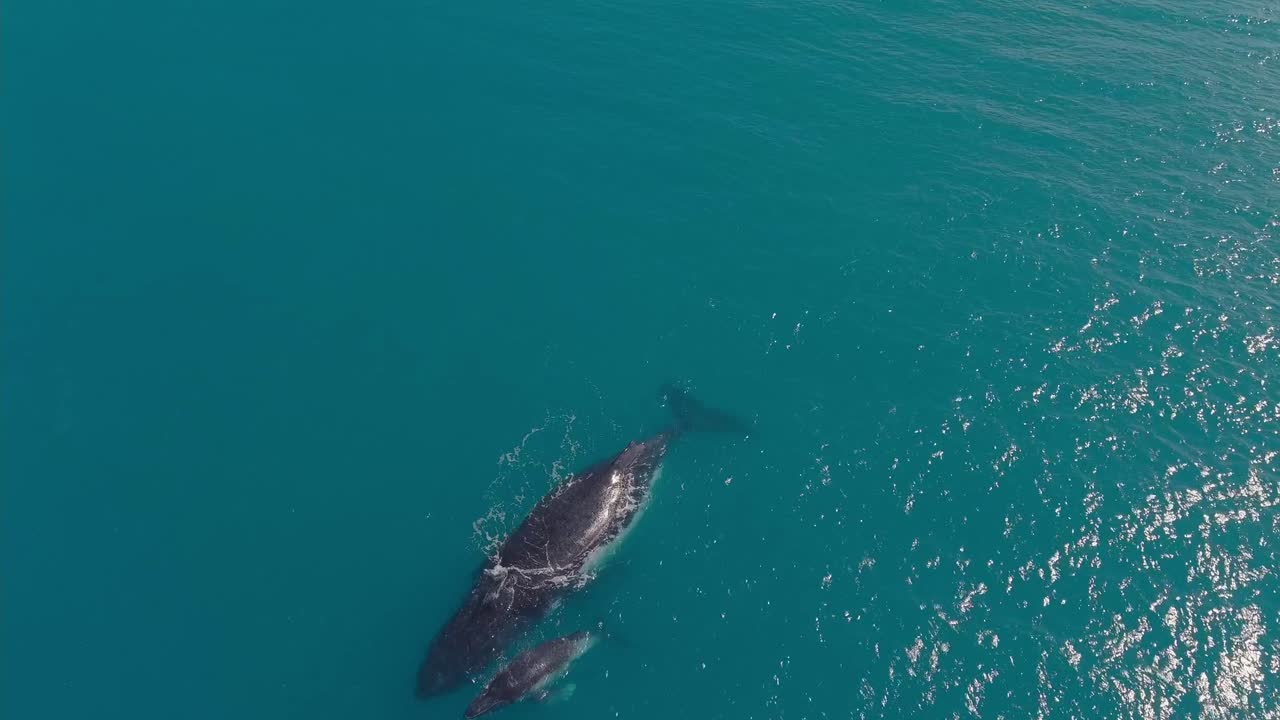 A humpbak whale and a cub swimming tracking shot