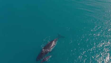 una ballena jorobada y un cachorro nadando travelling shot