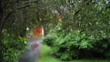 rack focus shot through tree branches as rain falls in slow motion on leafs