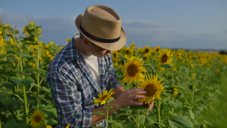 Der-Bauer-Beobachtet-Und-Berührt-Die-Sonnenblumen.-Er-Genießt-Das-Tolle-Wetter-Im-Sonnenblumenfeld.-Ein-Wunderschöner-Tag-In-Der-Natur.