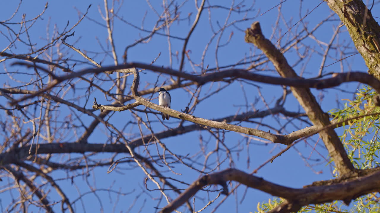 High-definition slow-mo of purple martins executing perfect aerial maneuvers this spring.