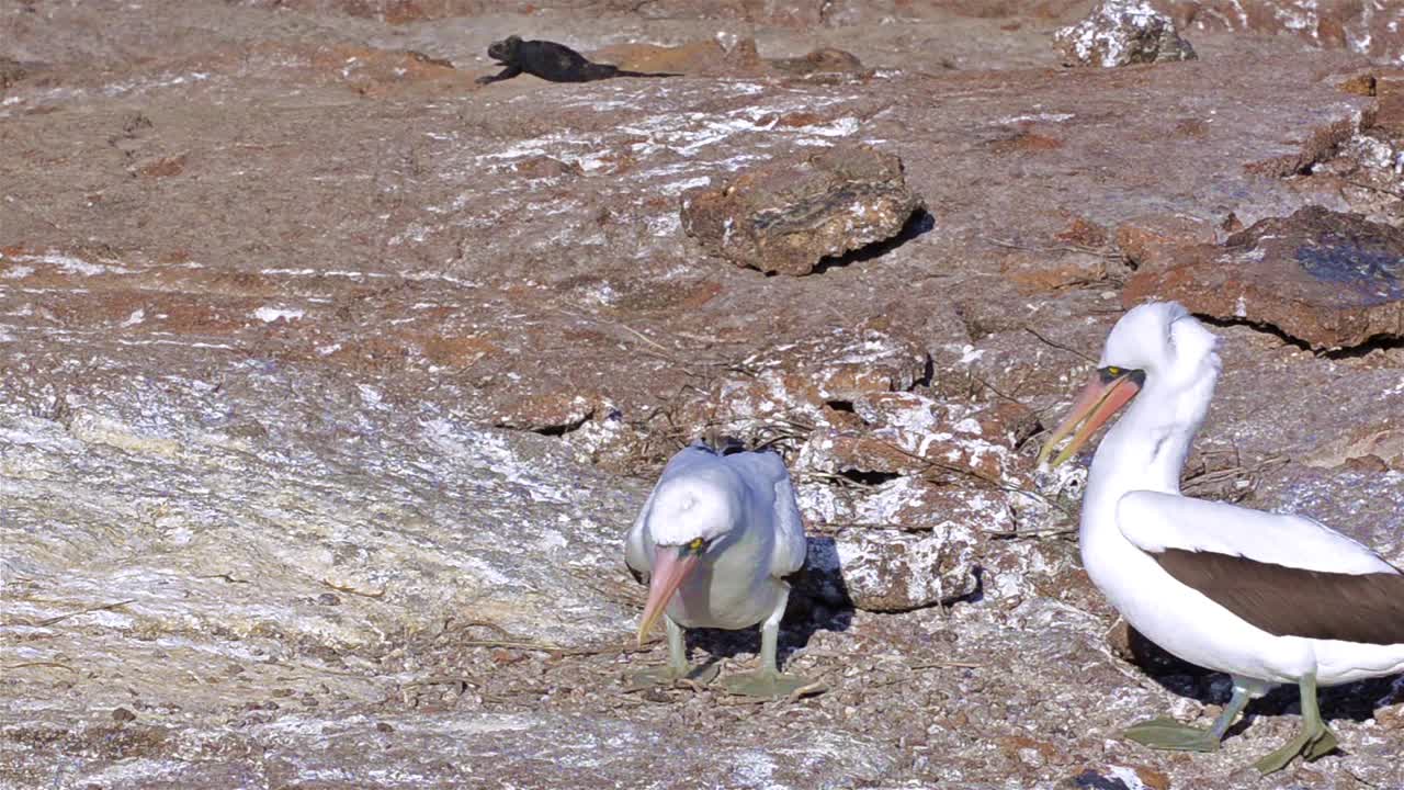 갈라파고스 국립 공원 에콰도르의 genovesa 섬에서 나스카 부비 구애