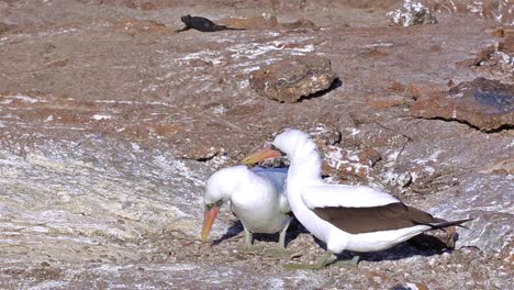 Nazca-Tölpel-Umwerben-Auf-Der-Insel-Genovesa-Im-Galapagos-Nationalpark-Ecuador