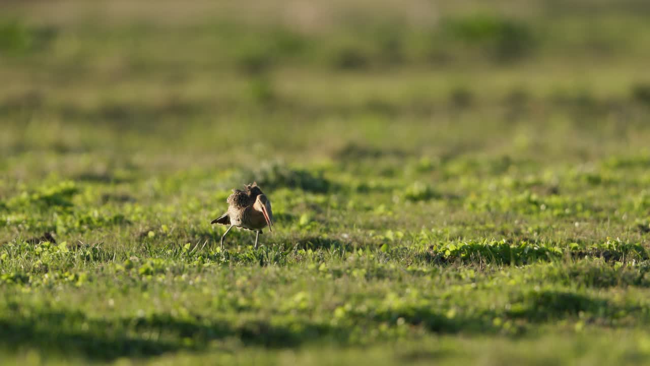 Black-tailed Godwit in a grassy field