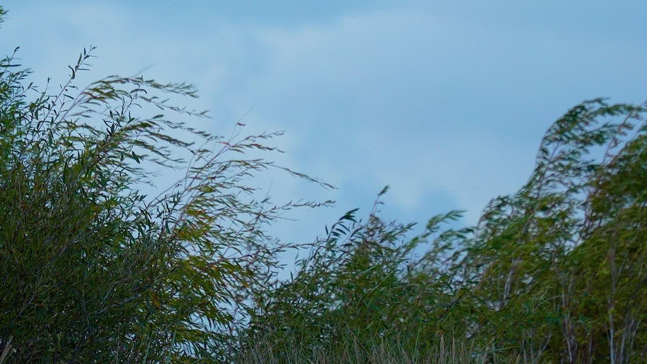 A serene portrayal of tall grasses and reeds swaying gently against a soft blue sky, capturing nature's quiet dance and the tranquility of the outdoors