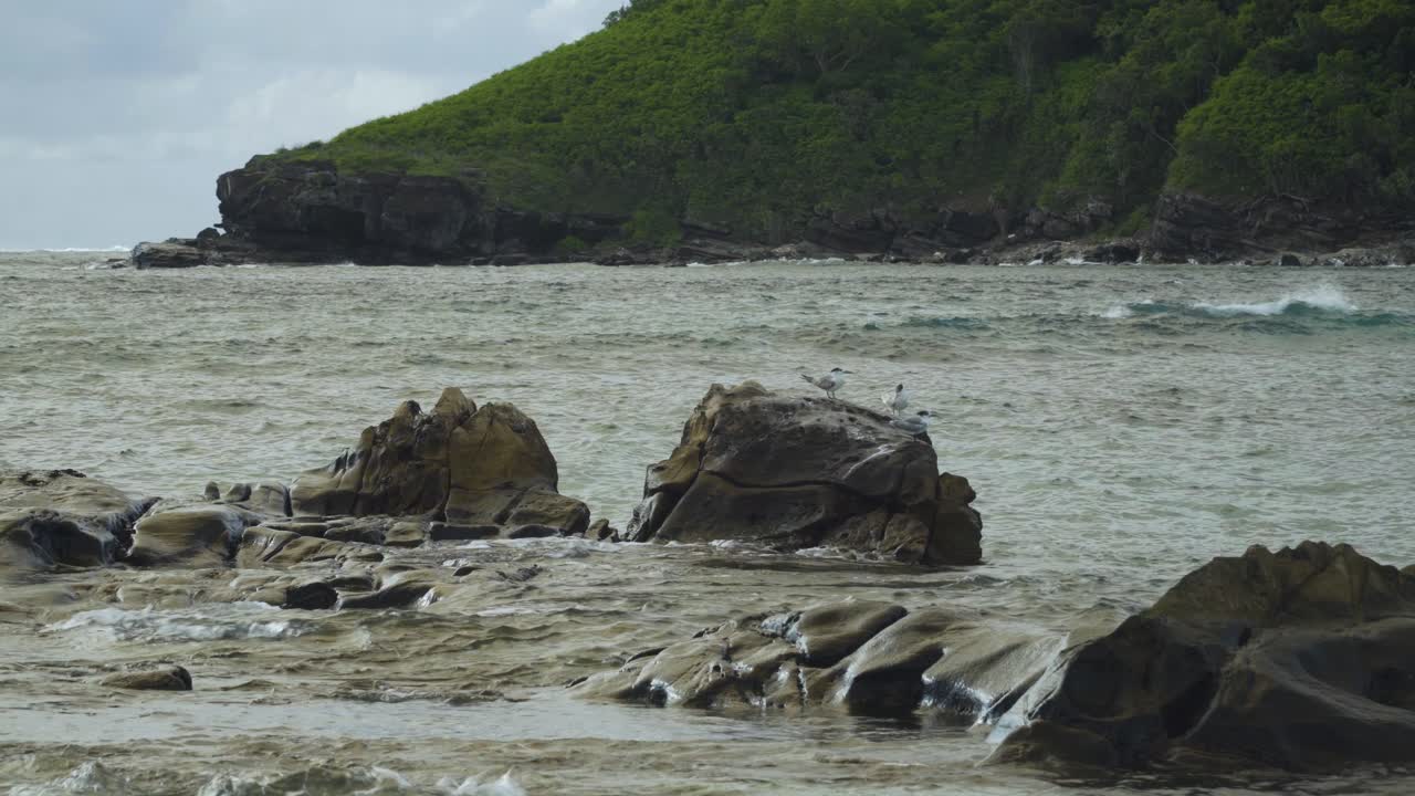 갈매기는 큰 파도와 고르지 못한 바다로 둘러싸인 화산암에 자리 잡고 있습니다.