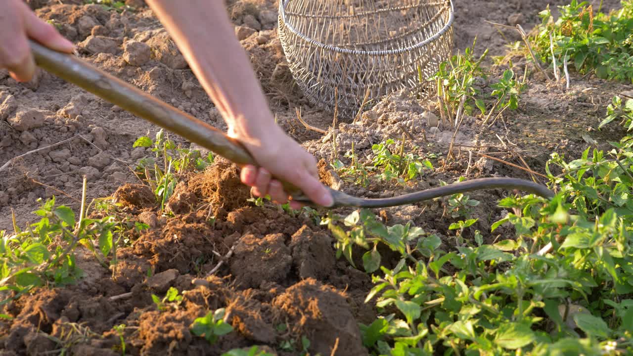 vista de cámara lenta de mujer cosechando papas con las manos
