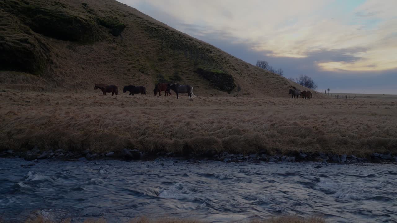 Wide shot of wild grazing Iceland Horses on field beside floating river in wilderness during dusk - Mountain in background