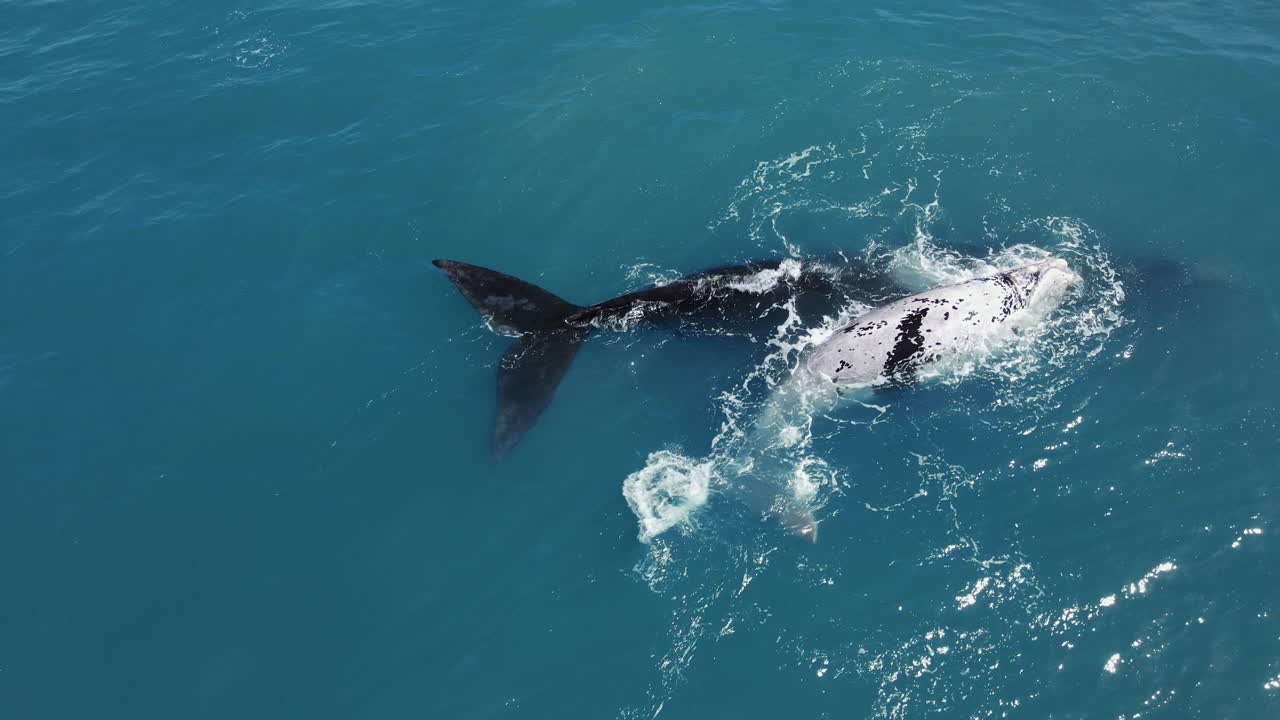 얼룩말 남방긴수염고래 새끼가 엄마 코를 비비고 있다